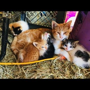 Meet your Posher, Bailey